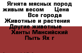 Ягнята мясных пород живым весом.  › Цена ­ 125 - Все города Животные и растения » Другие животные   . Ханты-Мансийский,Пыть-Ях г.